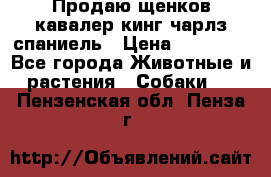 Продаю щенков кавалер кинг чарлз спаниель › Цена ­ 40 000 - Все города Животные и растения » Собаки   . Пензенская обл.,Пенза г.